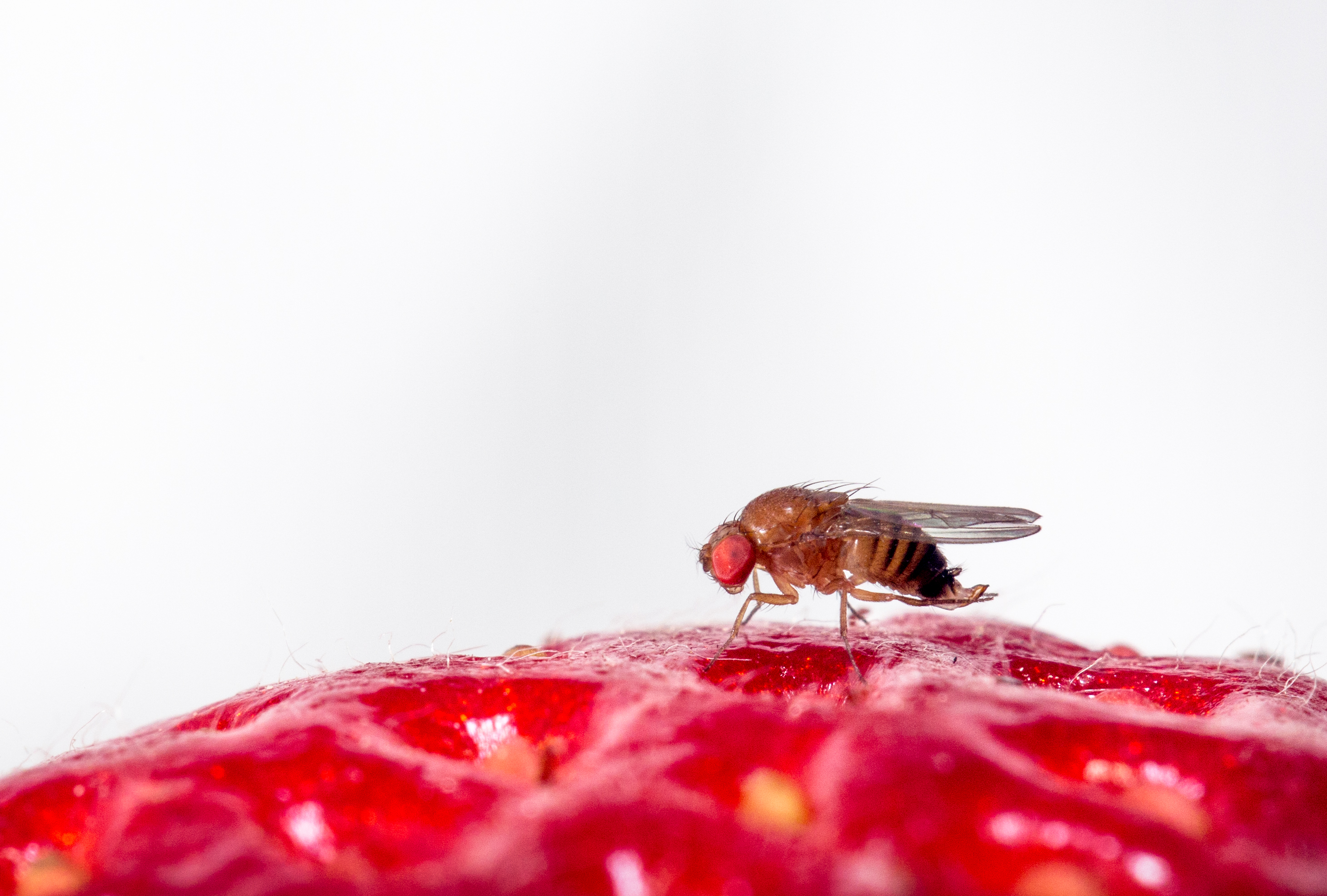 Changing diets comparing species of fruit flies to understand how