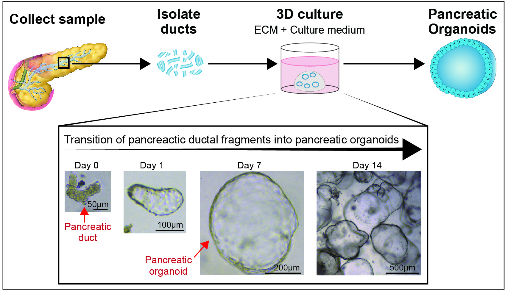 Human Pancreas Organoids: A Step Closer To Understanding Biology ...