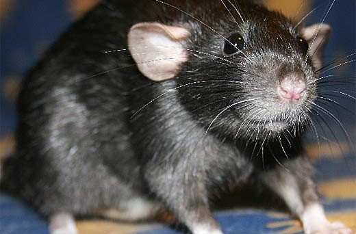 The black rat, Rattus rattus. Sourse: wiki commons