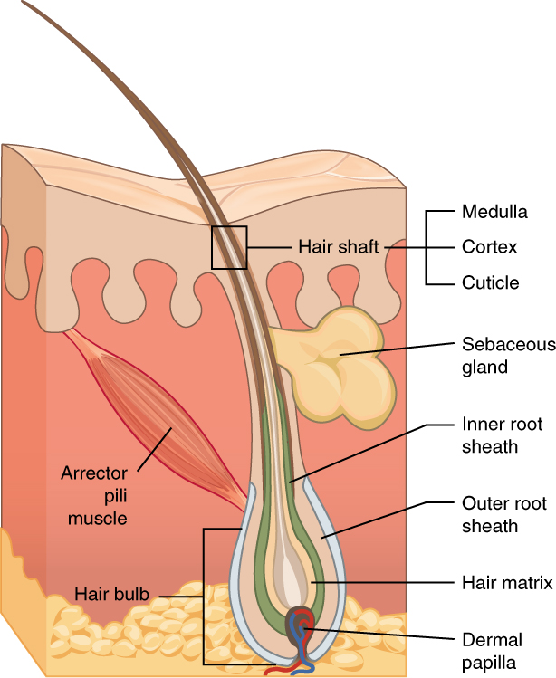 skin follicles