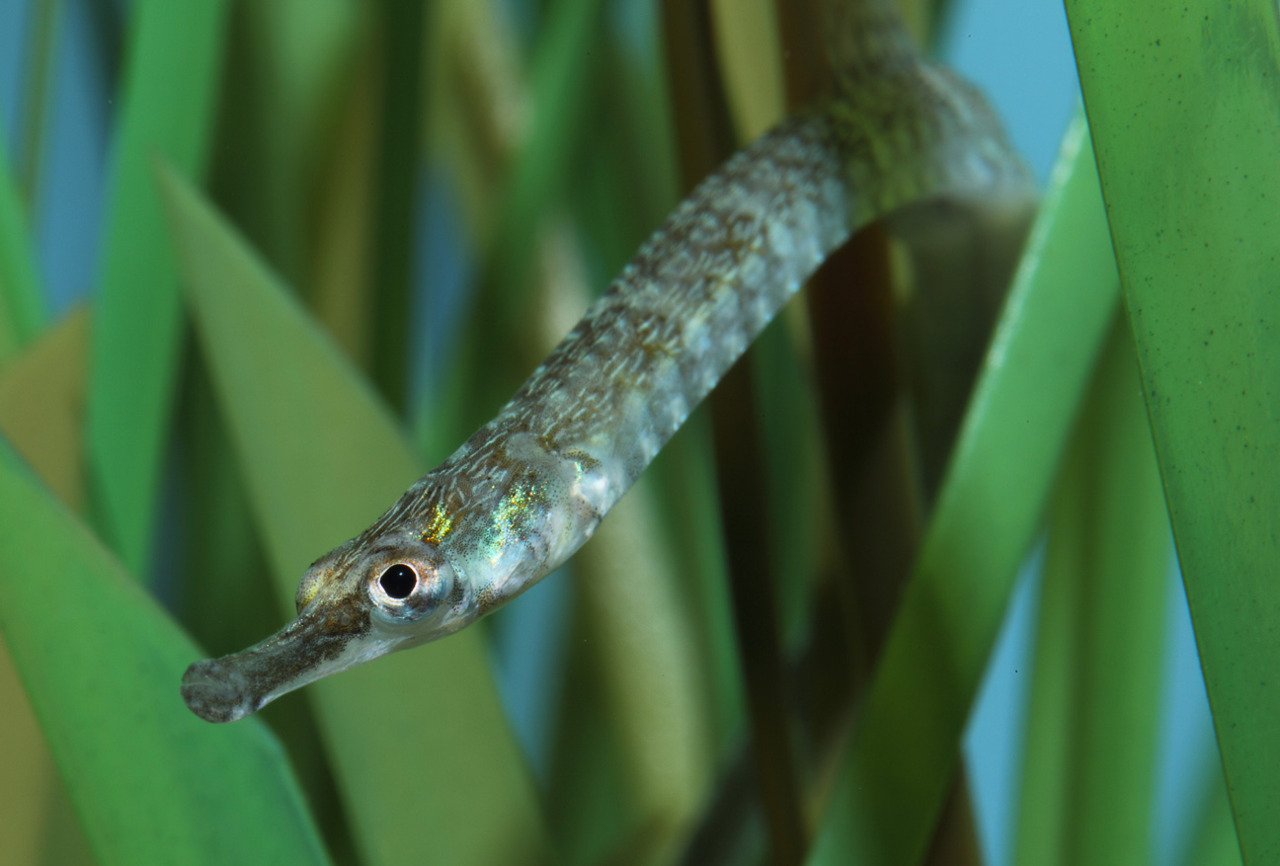Hold your (sea)horses – here’s the pipefish genome - On Biology