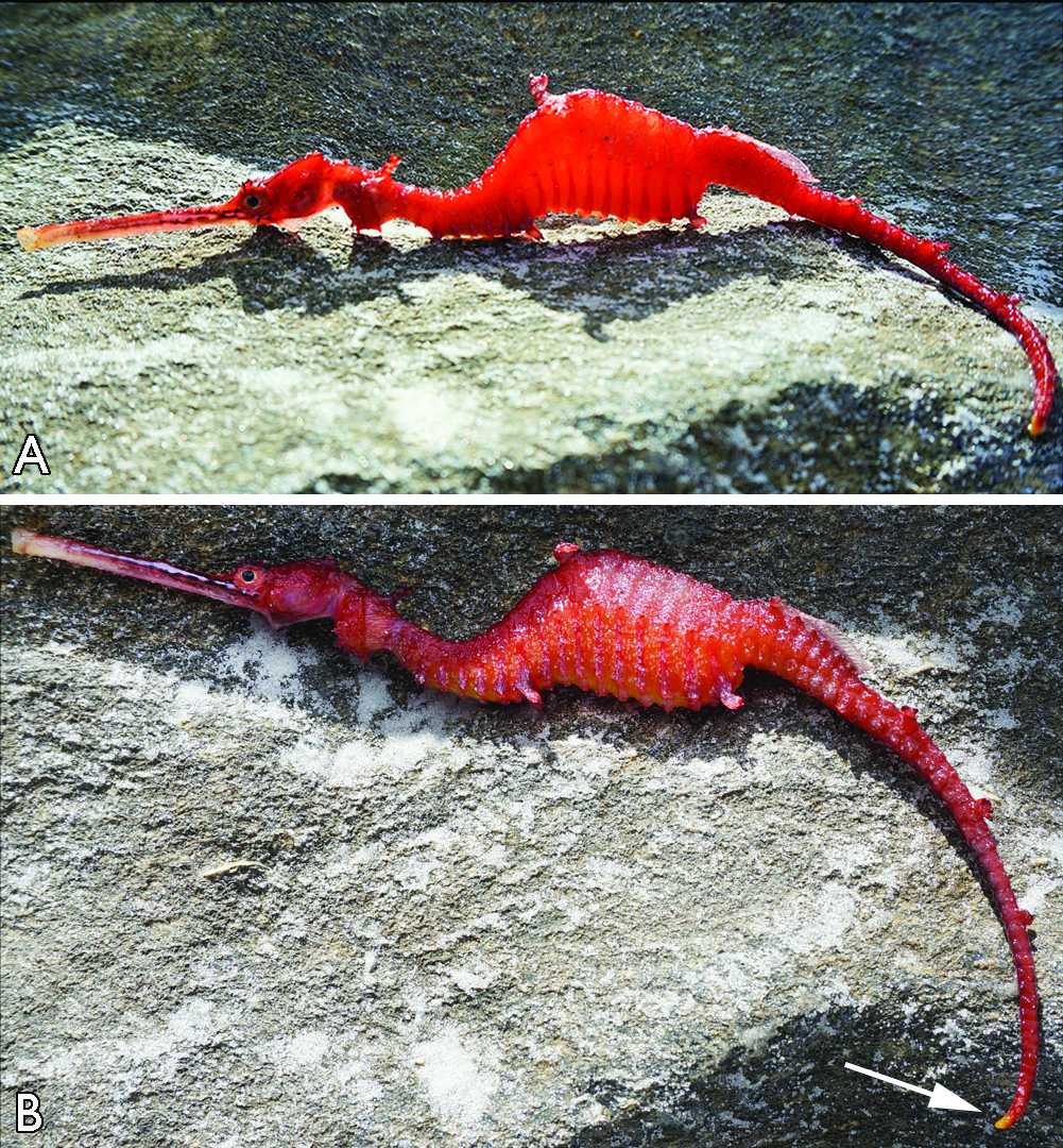 Рубиновый морской дракон (Phyllopteryx dewysea)