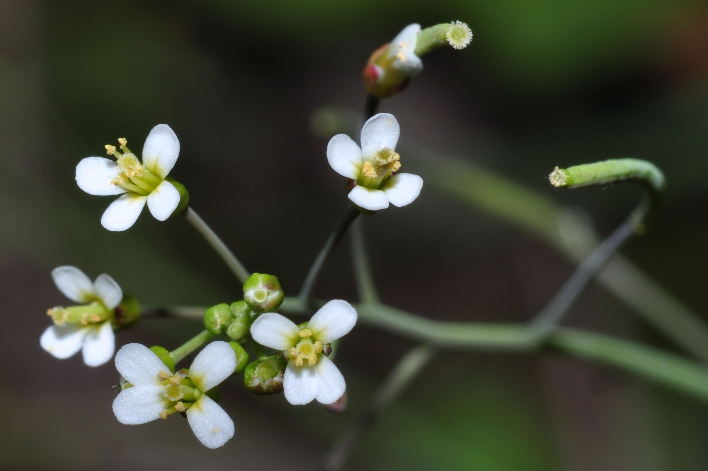 Exploring the epigenetic dynamics of early plant ...