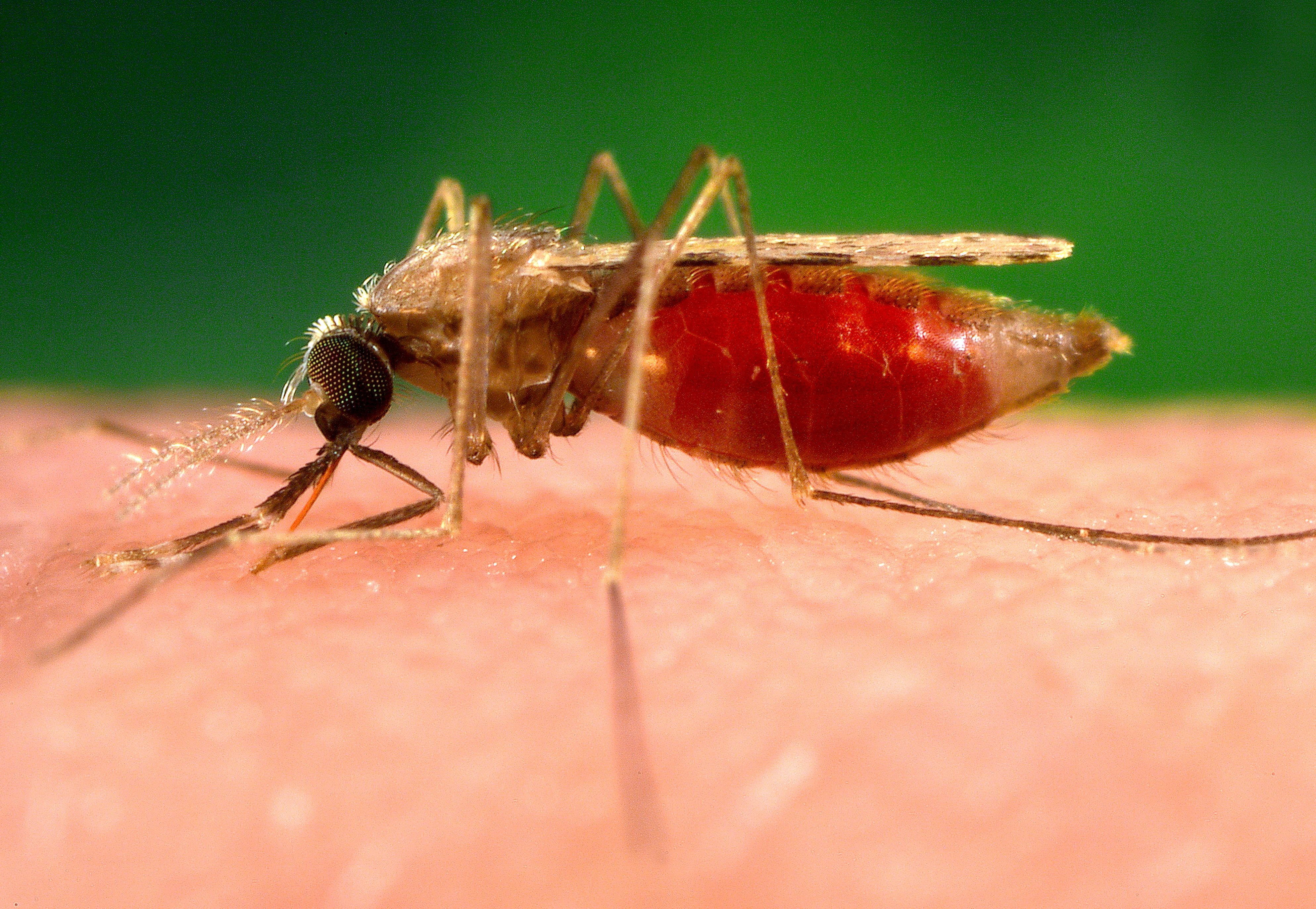 Malaria And The Role Of Community Health Workers On Health