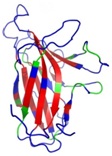 The structure of the EphA4 LBD with the H/D exchange results mapped onto.