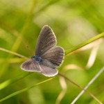 Alcon Blue Butterfly. Image from www.greenwings.co