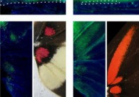 Optix-expression-in-forewing-and-hindwing-crop_Martin-et-alEvoDevo201457-300×226