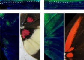 Butterfly wing patterns