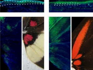 Butterfly wing patterns