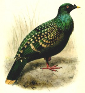 Spotted-Green-Pigeon-from-Bulletin-of-the-Liverpool-Museums-by-Joseph-Smit-2-275x300