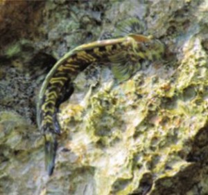 The Pacific leaping blenny