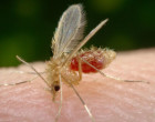 sandfly-title-picture-620x342