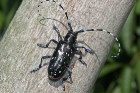 asian-longhorned-beetle-1