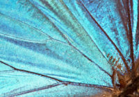 Butterfly wing background