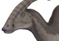Parasaurolophus walkeri restoration_Steveoc 86_Wikimedia Commons cc