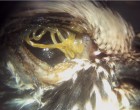 14. Oxyspirura petrowi adult worms in the eye of a Northern Bobwhite quail