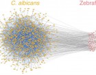 22. The constructed Candida albicans-Zebrafish interspecies protein-protein interaction network