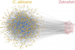 22. The constructed Candida albicans-Zebrafish interspecies protein-protein interaction network