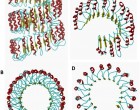 1. Leucine-rich repeats of human in NOD-like receptor family CARD domain containing 5 (NLRC5) and ribonuclease inhibitor proteins
