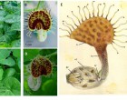18. White-veined Dutchman's pipe (Aristolochia fimbriata) genotype and perianth detail.Glass model (E) by Leopold and Rudolph Blatschka made near Dresden, Germany illustrated by Fritz Kredel (reproduced with permission)