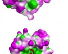 17. Surface lipophilicity (shown in green) of alpha-helix binding proteins computed using MOE