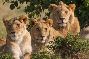 Three lions from Kenya. Benh LIEU SONG, Wikipedia, CC 3.0