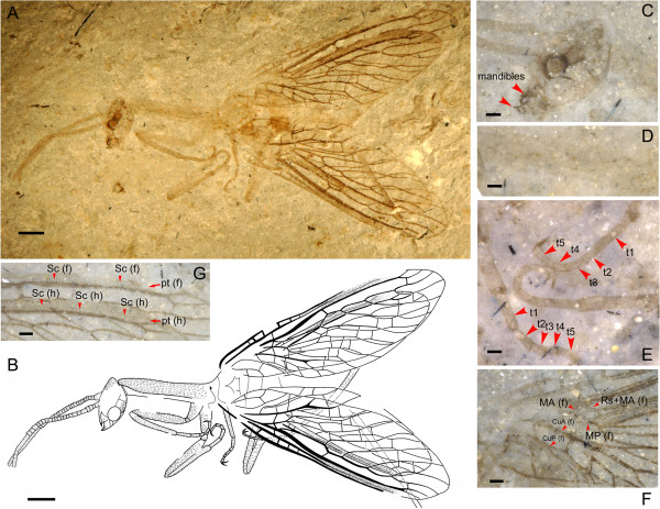 Image of the month- Fossil Snakefly