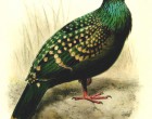 Spotted Green Pigeon from Bulletin of the Liverpool Museums by Joseph Smit (2)