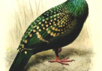 Spotted Green Pigeon from Bulletin of the Liverpool Museums by Joseph Smit (2)