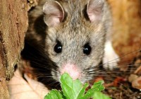 A bushy-tailed woodrat. Picture credit Oregon Caves