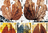 Bauhinia-fossil-leaves