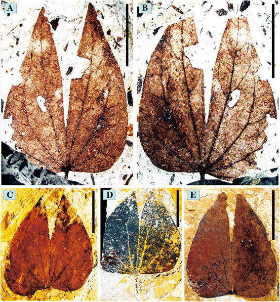 Bauhinia-fossil-leaves 7.1