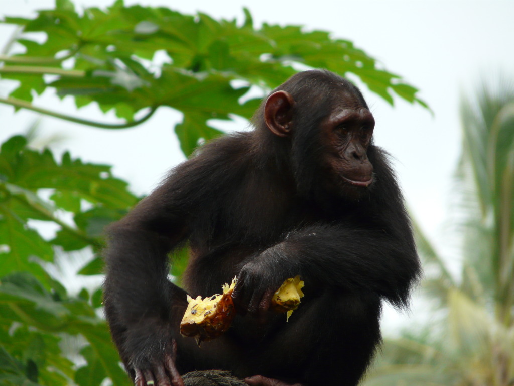 What can chimpanzee tracking tell you about climate change? - BMC