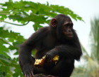 'Ngambe' - a Nigeria-Cameroon chimp rescued from illegal animal trafficking