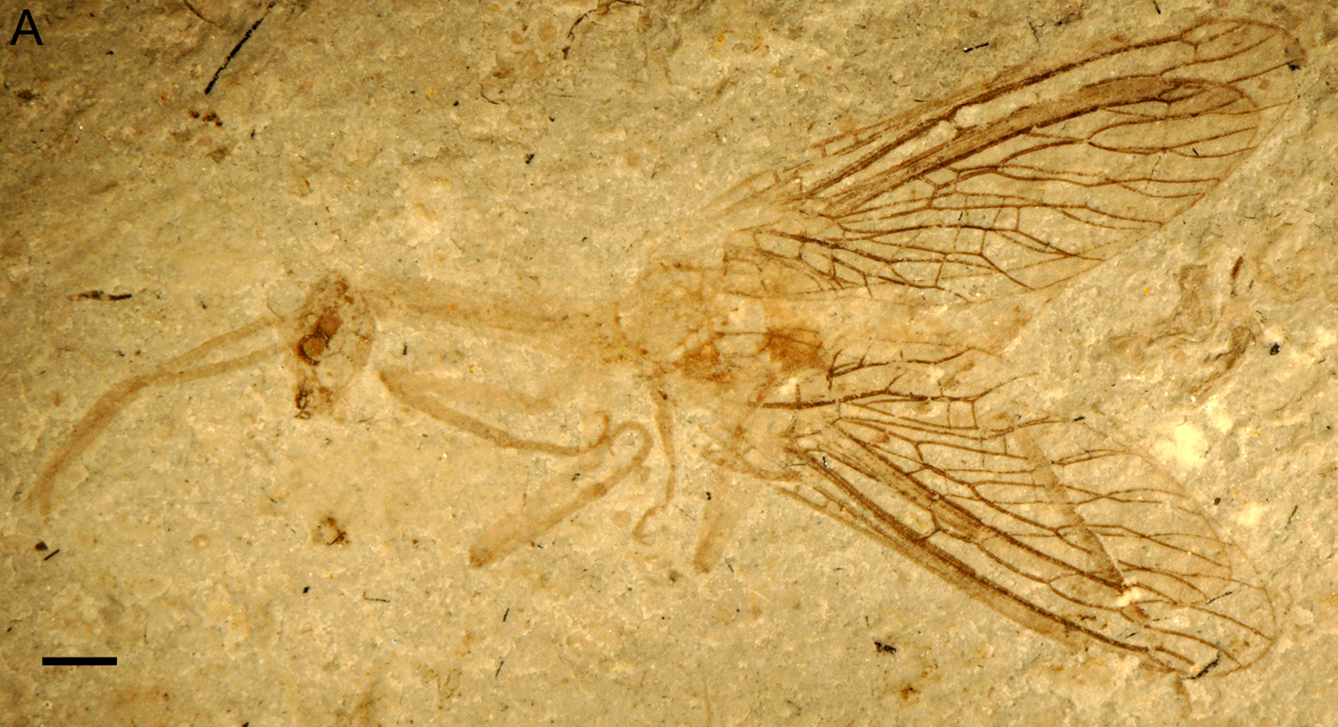 Snakefly-fossil 7.1