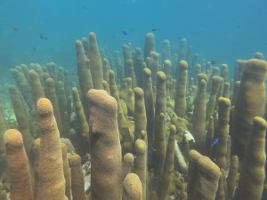 Pillar coral colony in the Caribbean.