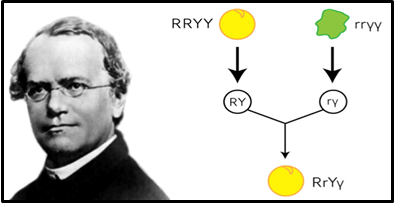 A picture of Gregor Mendel