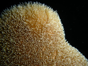 Close-up of pillar coral, revealing tentacles.