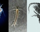Three little-known cave-dwelling crustaceans. Left: Mictocaris halope (Mictocarididae), 3 mm,  from Bermuda. Middle: Spelaeogriphus lepidops, 7 mm, from Table Mountain, South Africa. Right: Tethysbaena argentarii (Thermosbaenacea), 3 mm, from Monte Argentario, Italy.
