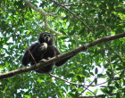 Gibbon calling