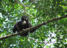 Gibbon calling