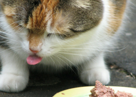 Cat taste