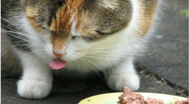 Cat taste