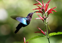 Purple-throated_carib_hummingbird_feeding