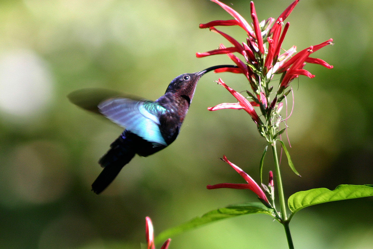 Hummingbirds and plants: an evolutionary love affair? - BMC Series blog