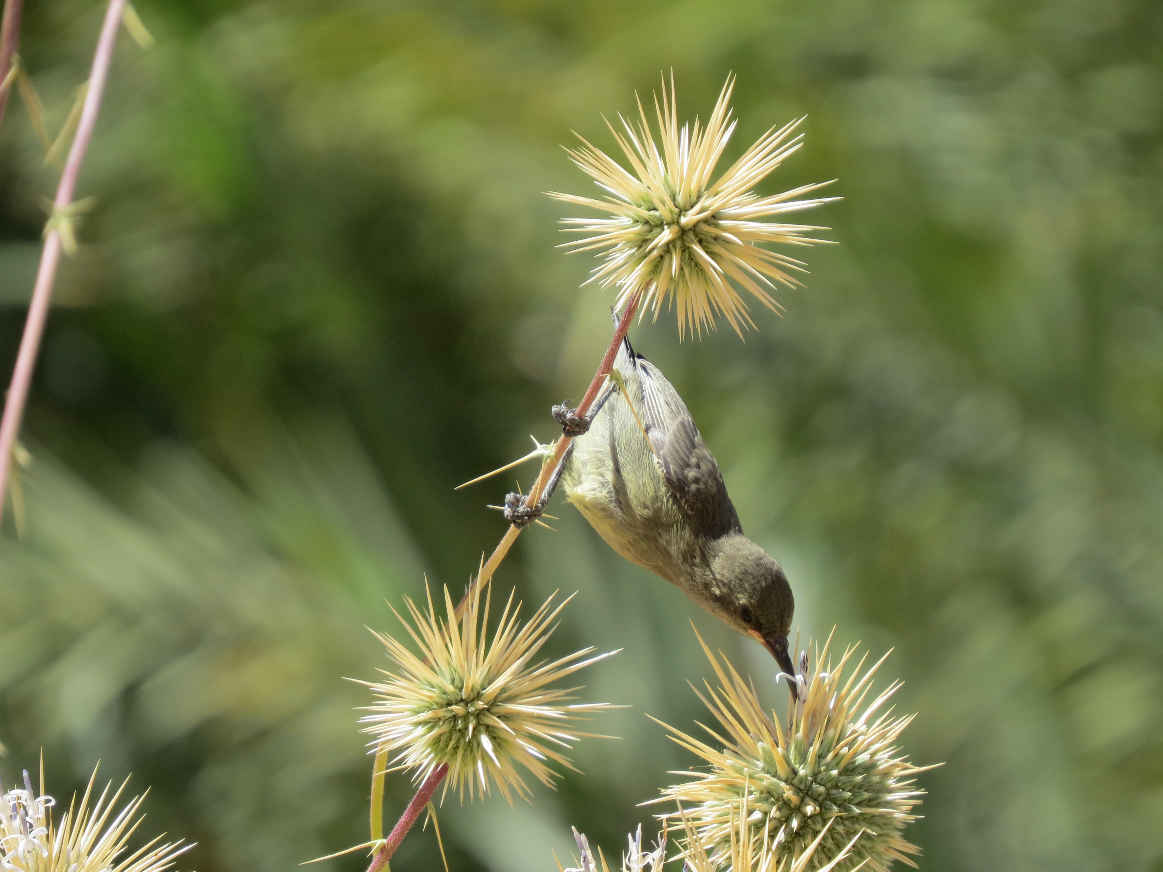 2015's overall winner, by Mohamed Shebl, “Palestinian sunbird female forages on Echinops sp.”