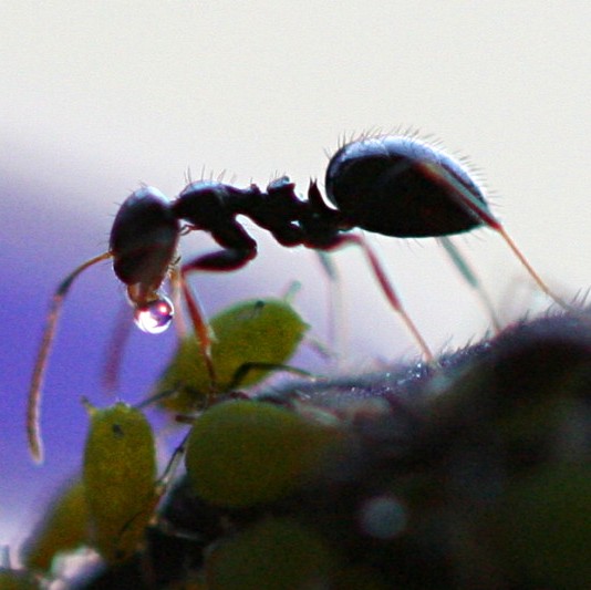 Self-medicating ant