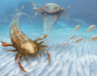 An artist's rendition of the sea scorpion
