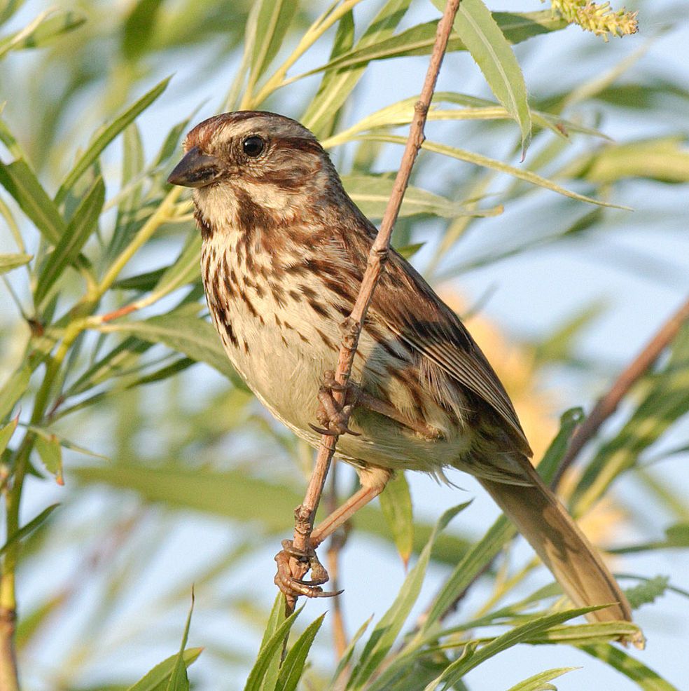 Song-sparrow