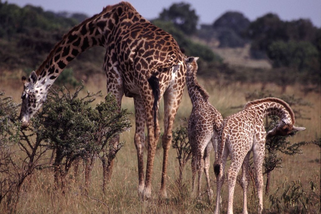 Mother giraffe and calves feeding.